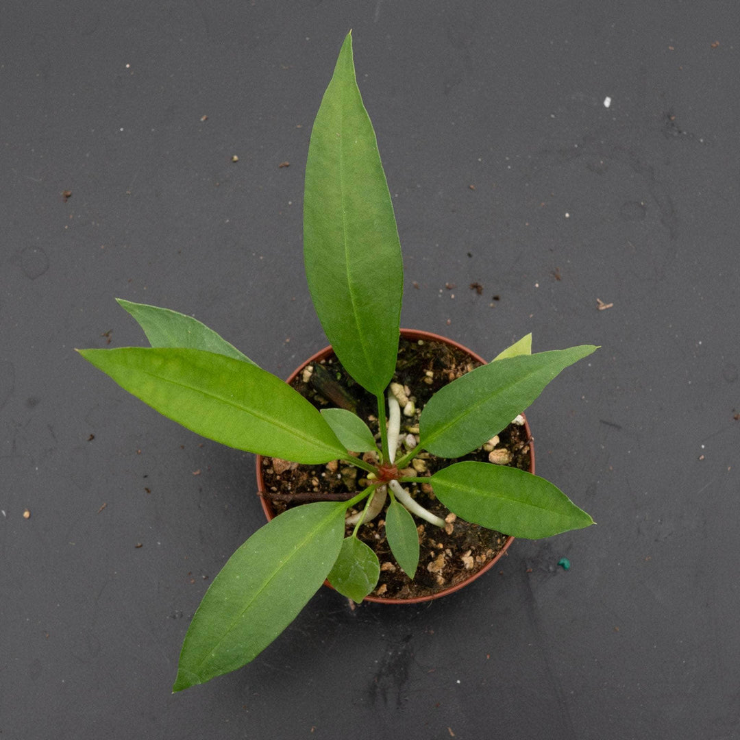 anthurium gracile care Anthurium gracile