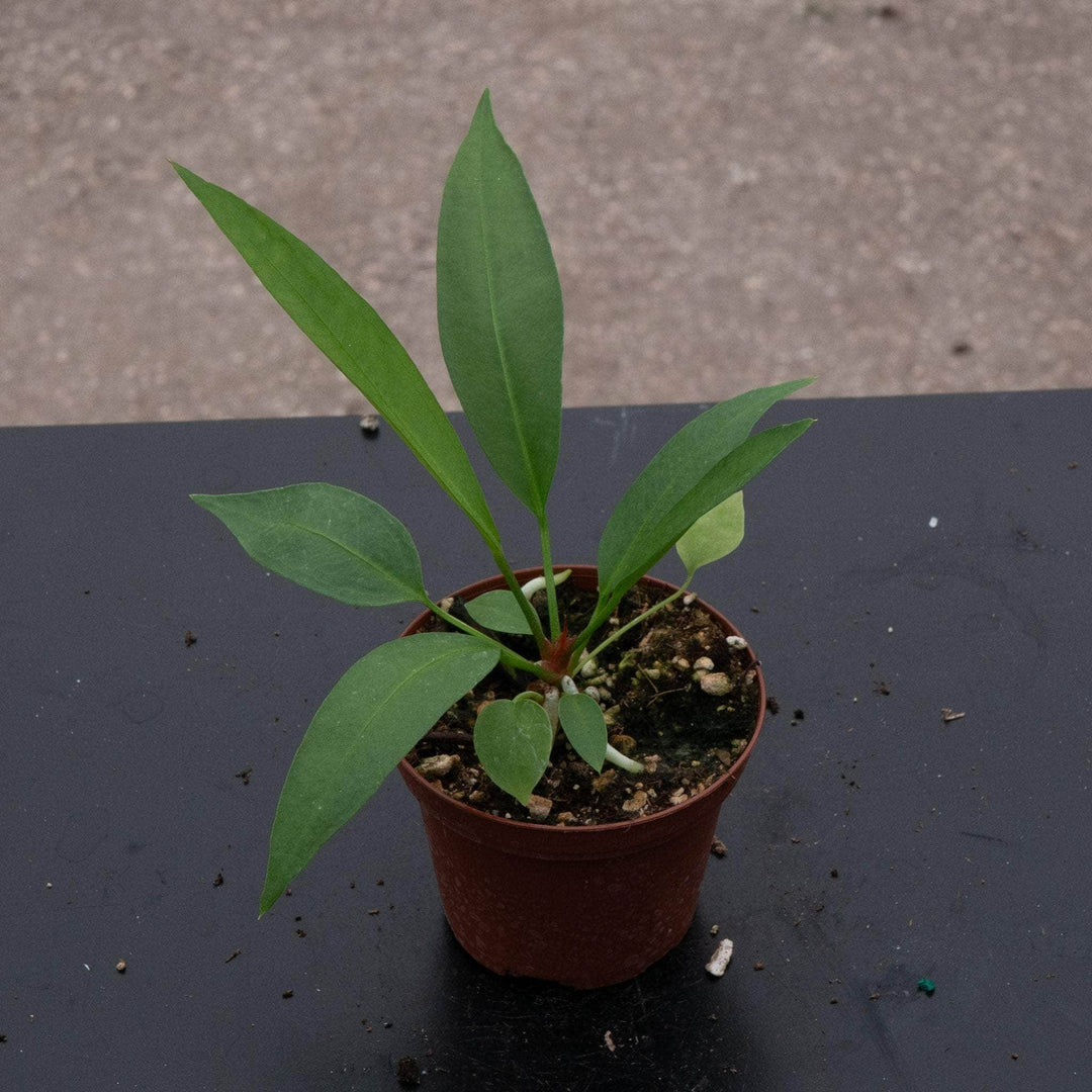 anthurium gracile Anthurium gracile