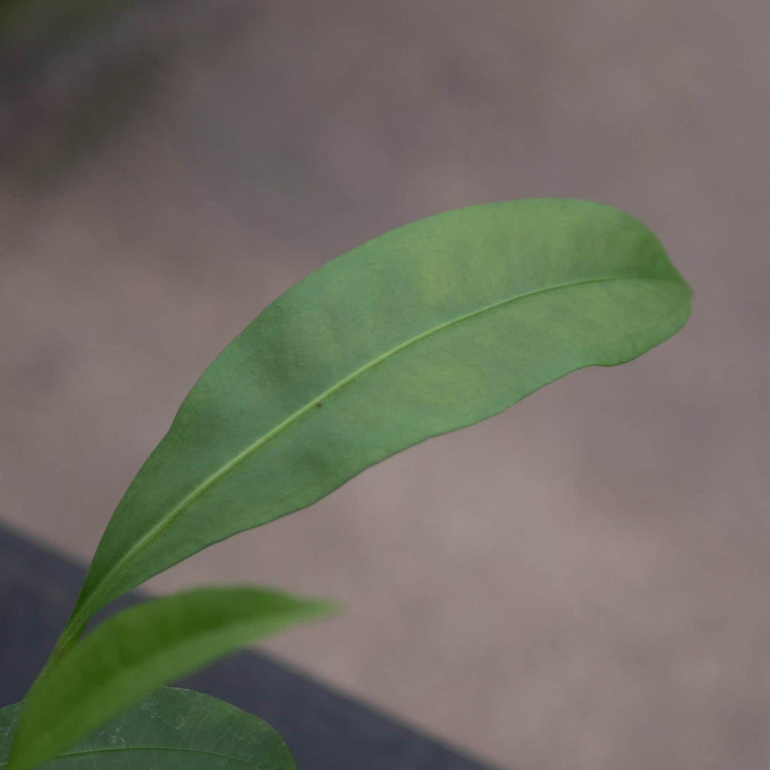 Gabriella Plants Anthurium Anthurium gracile