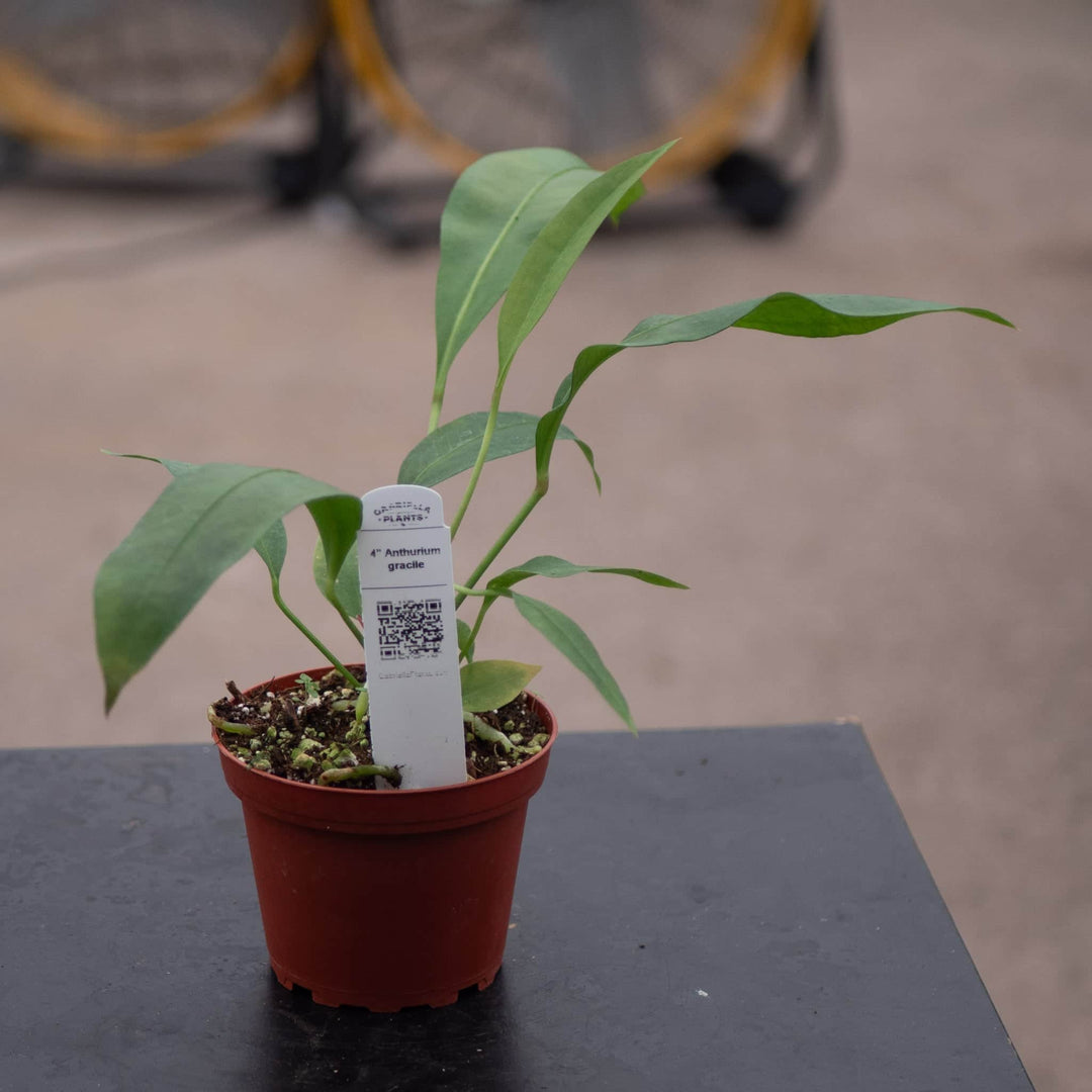 Gabriella Plants Anthurium Anthurium gracile