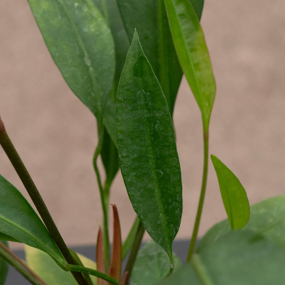 anthurium gracile care Anthurium gracile