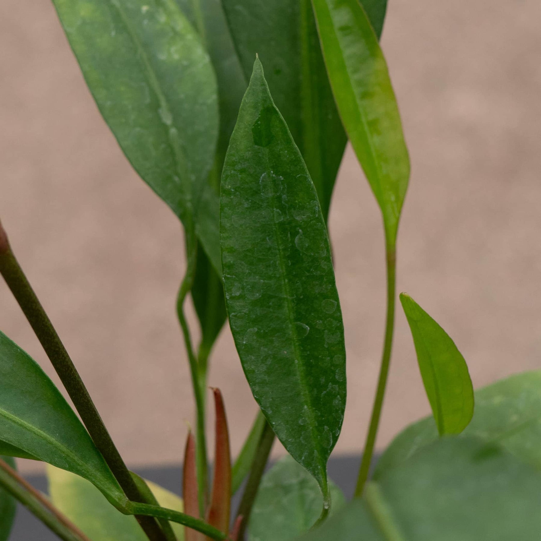 anthurium carchiense Anthurium gracile