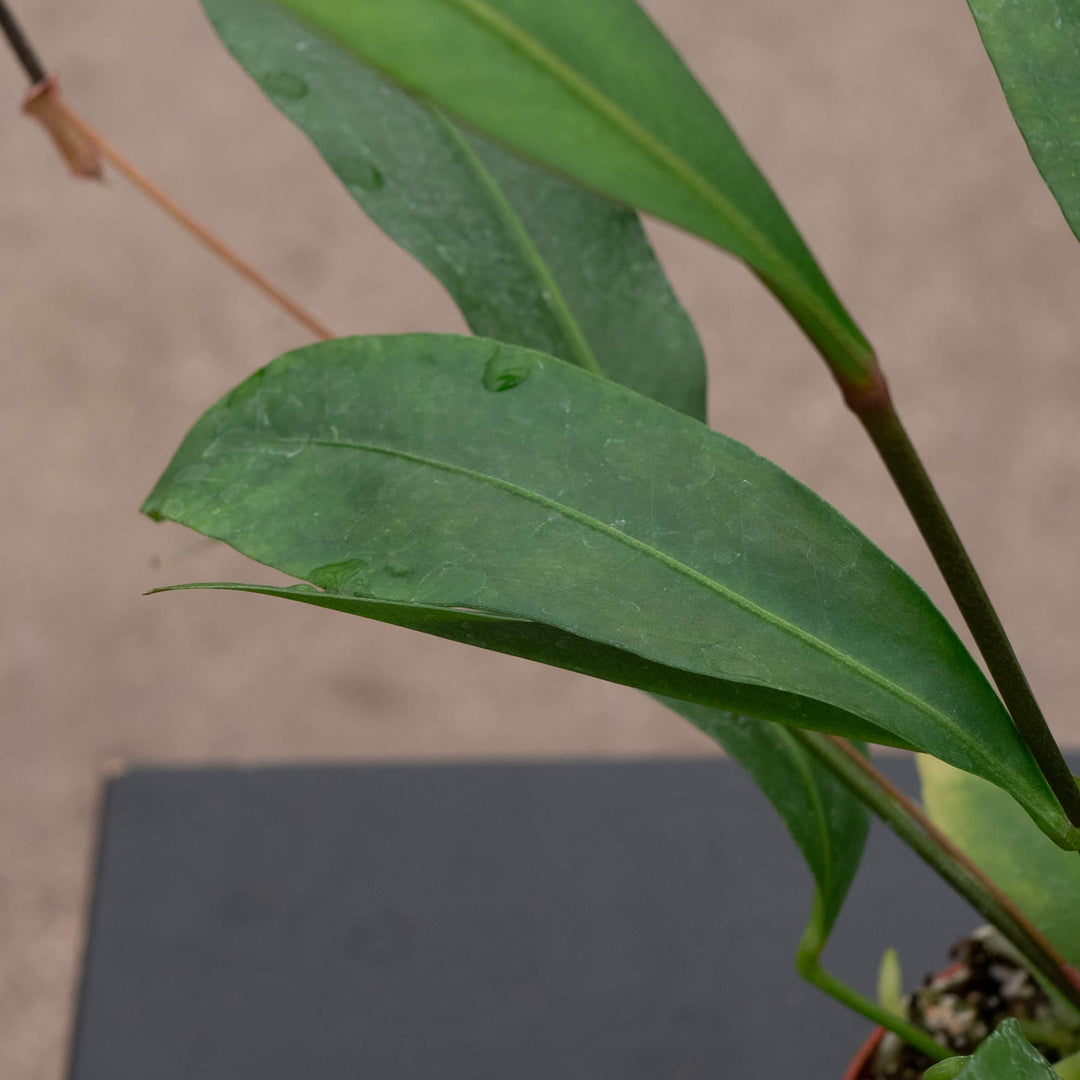 anthurium gracile mature Anthurium gracile