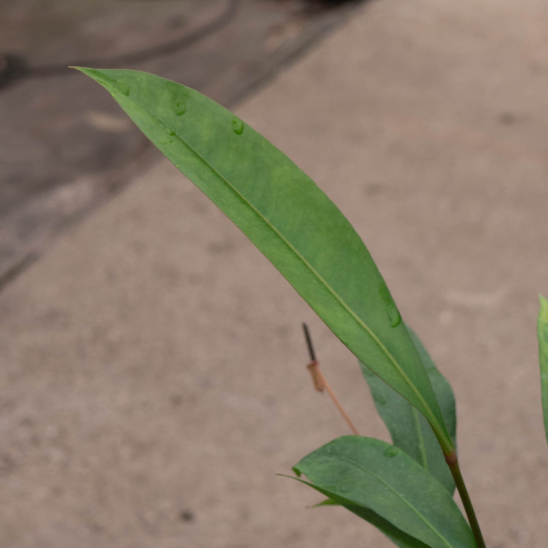 anthurium gracile mature Anthurium gracile