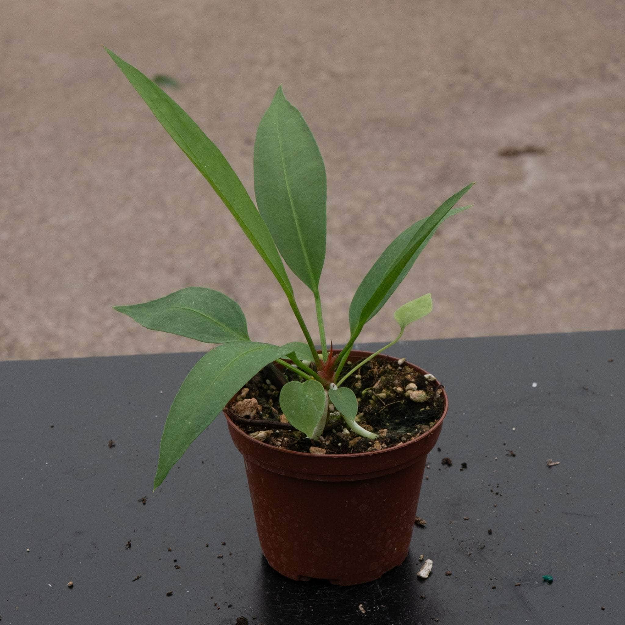 Anthurium gracile - Gabriella Plants