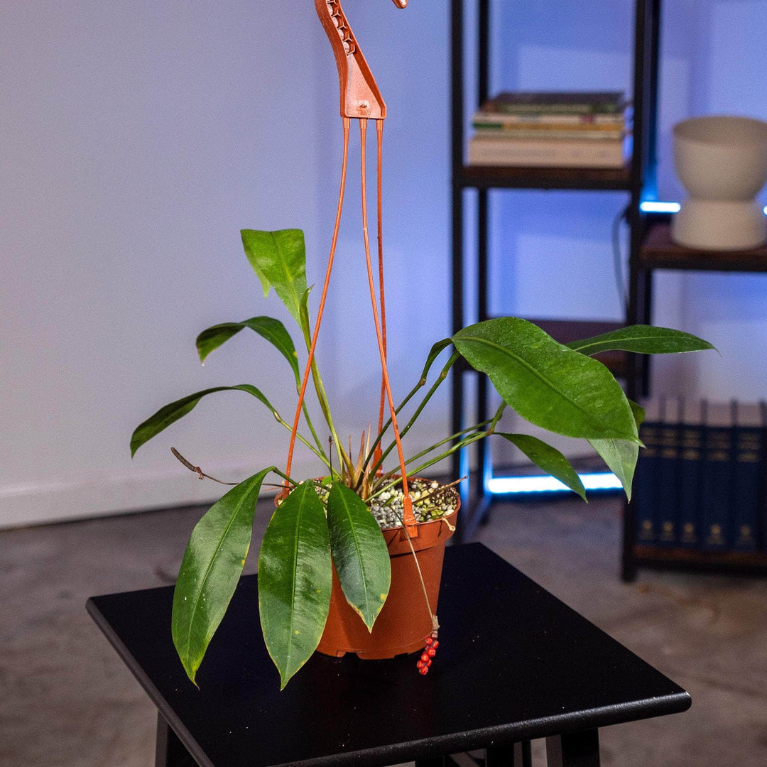 anthurium gracile Anthurium gracile