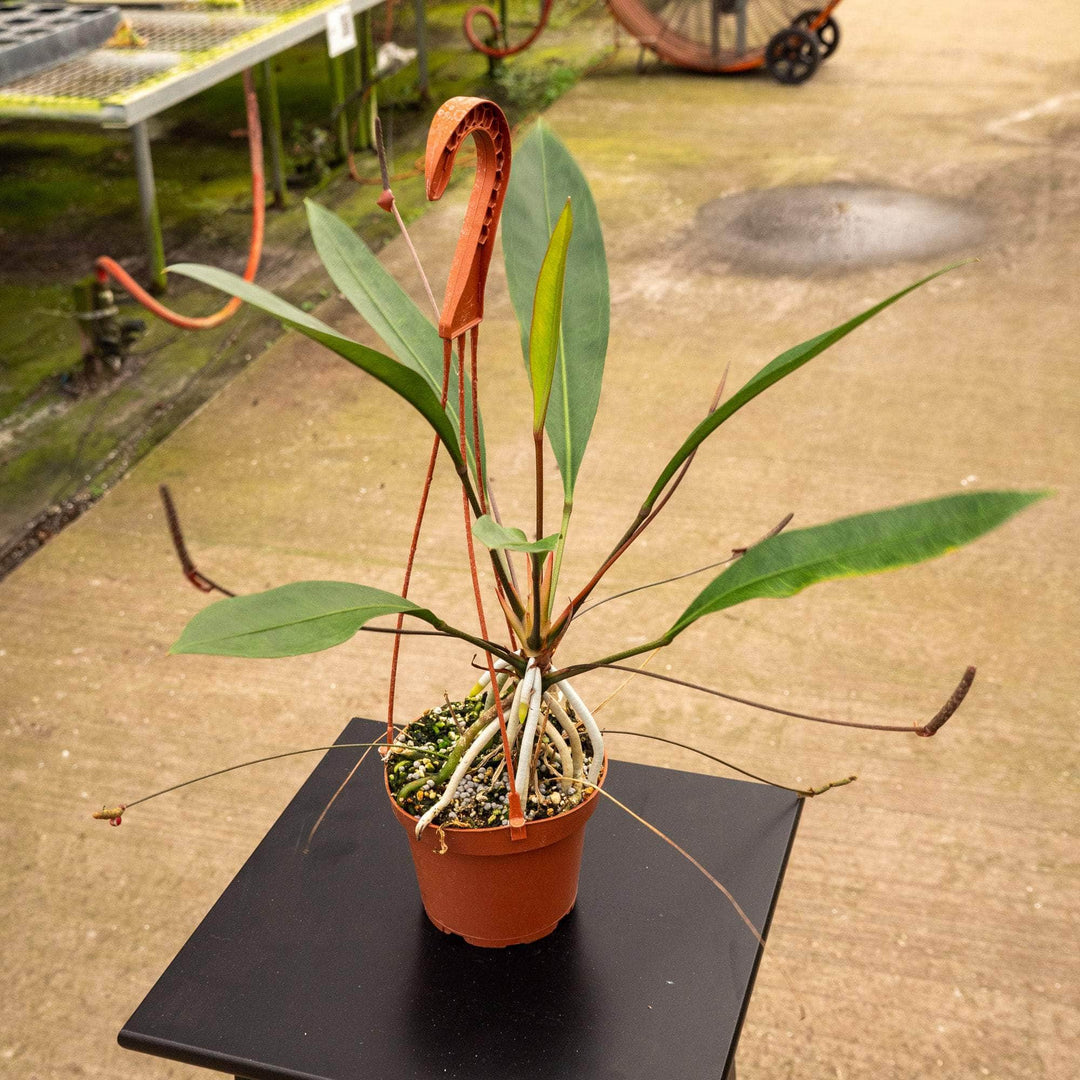 anthurium gracile Anthurium gracile