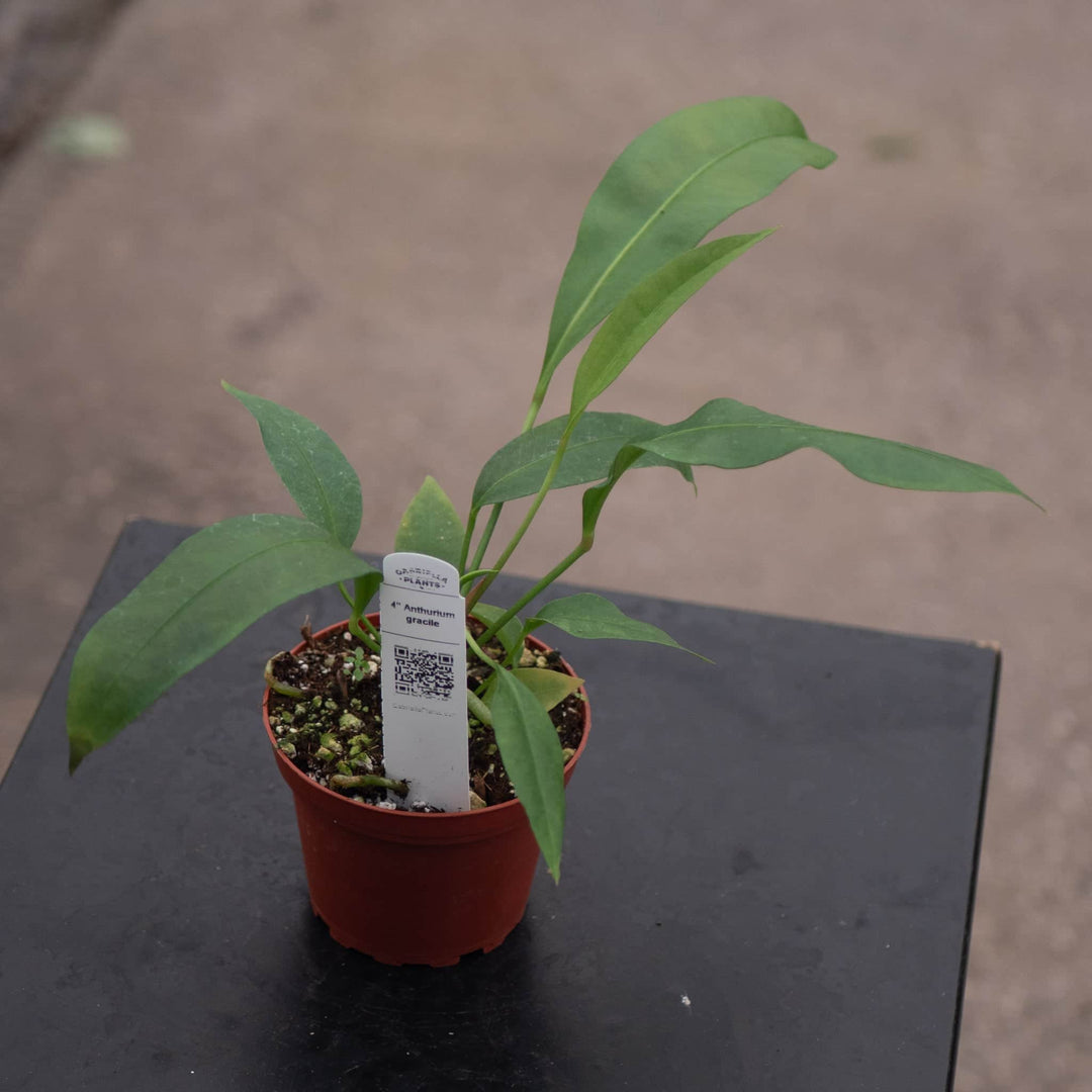 Gabriella Plants Anthurium 4" Anthurium gracile