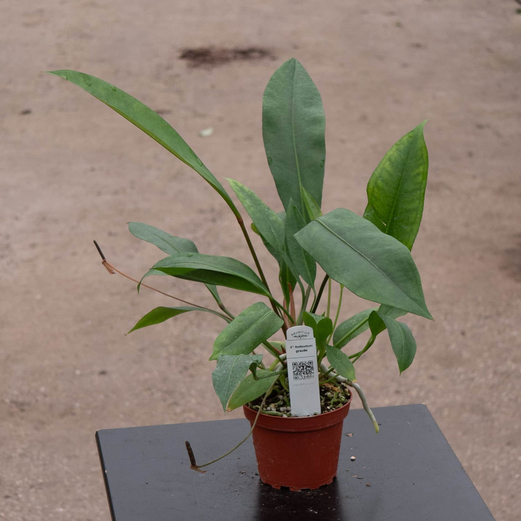 anthurium gracile mature Anthurium gracile