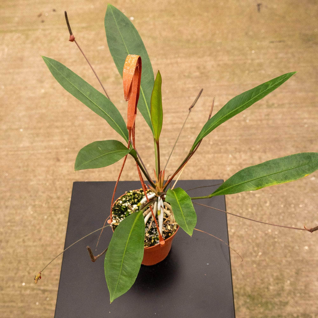 anthurium gracile care Anthurium gracile