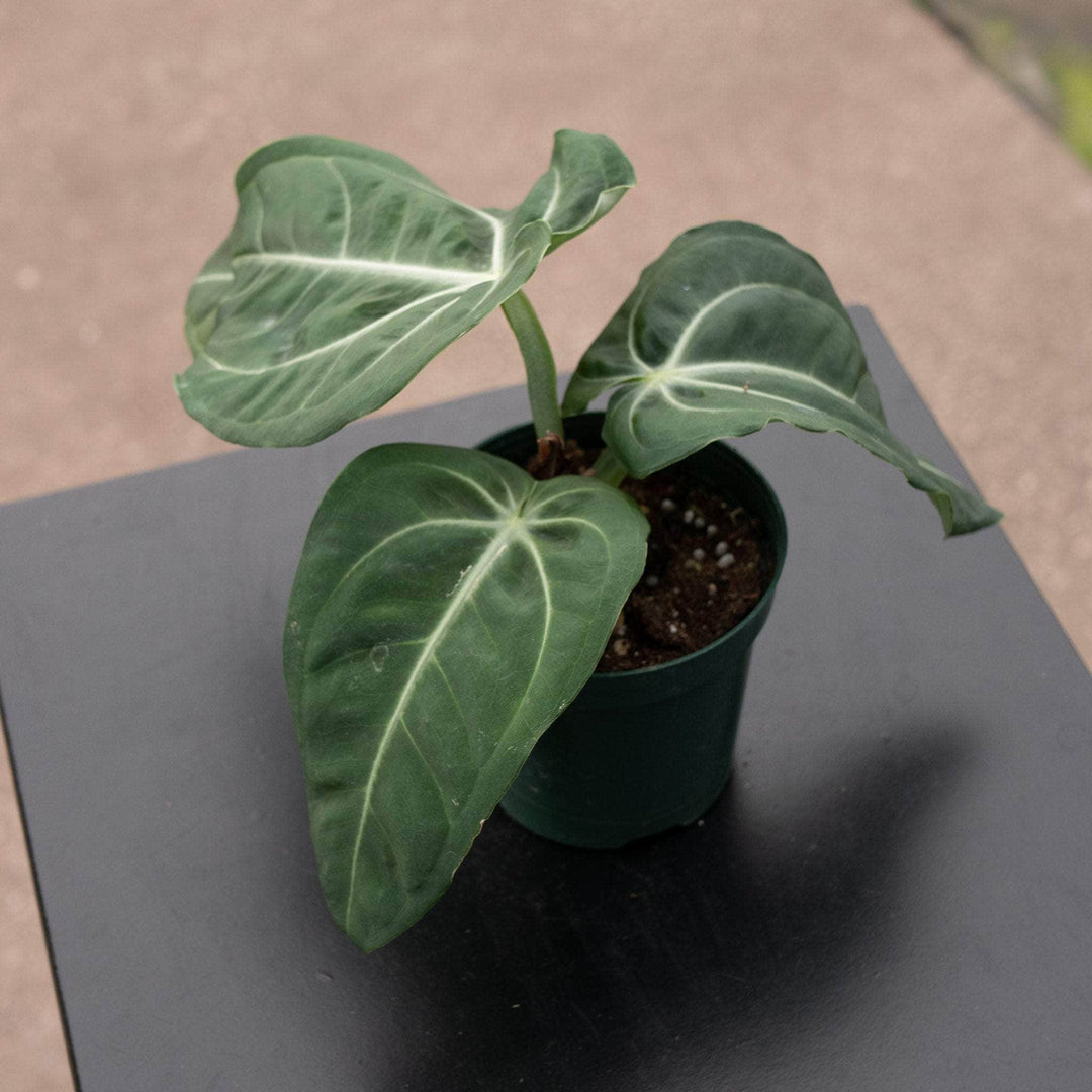anthurium hoffmani Anthurium hoffmannii x 'Michelle'