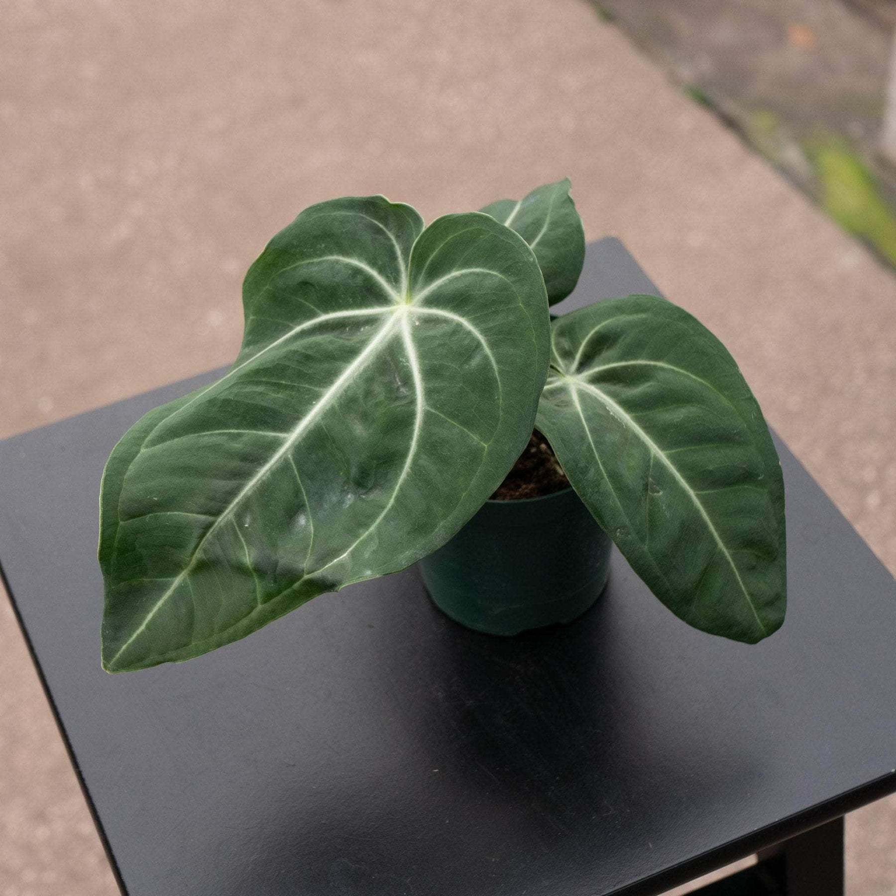 anthurium michelle Anthurium hoffmannii x 'Michelle'