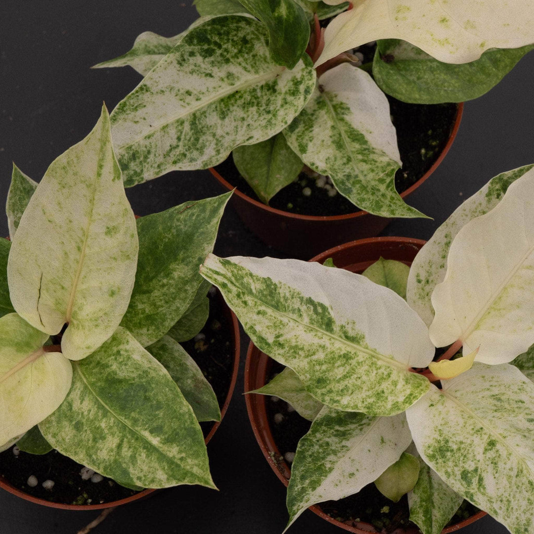 anthurium hookeri variegated Anthurium hookeri 'Variegated'