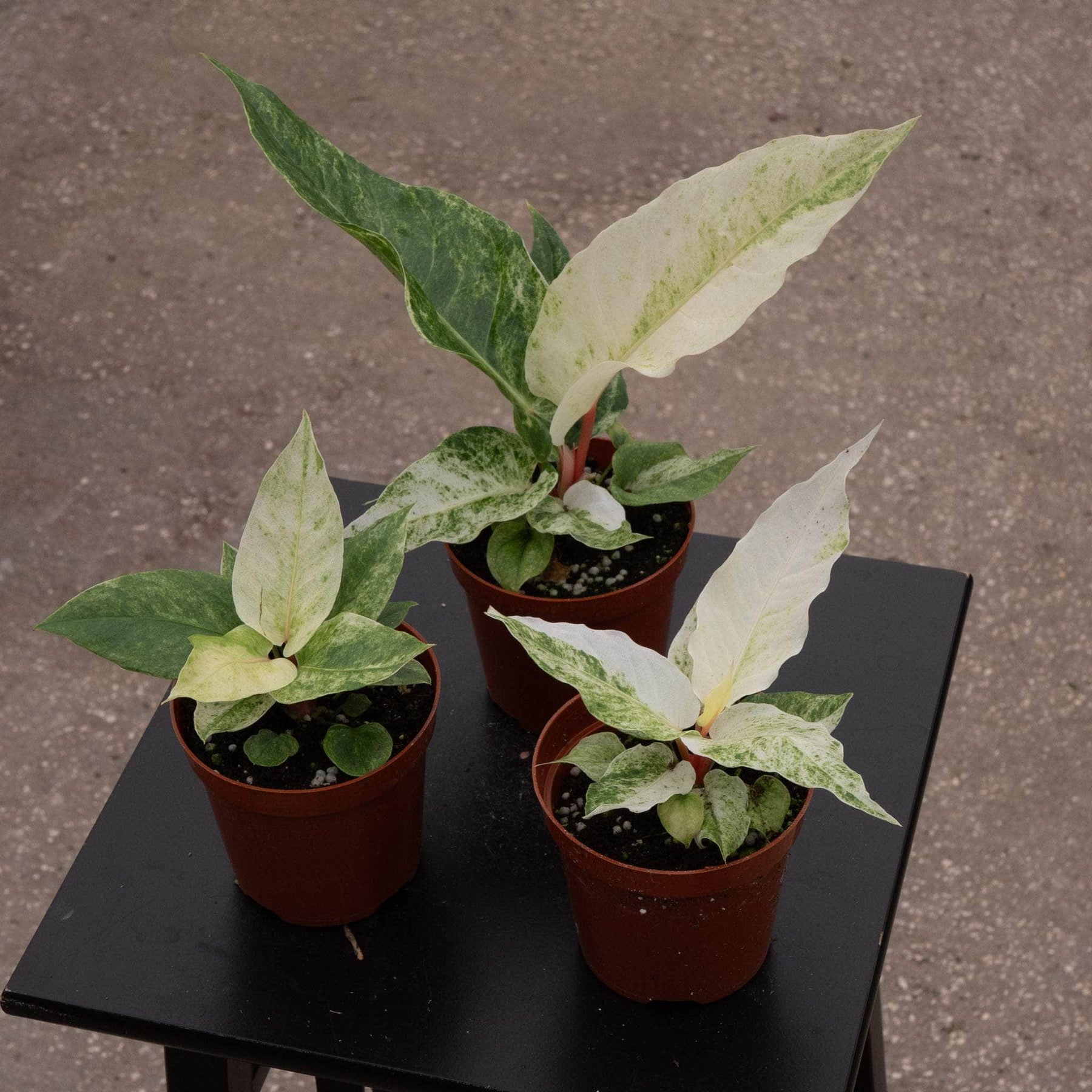 variegated anthurium Anthurium hookeri 'Variegated'