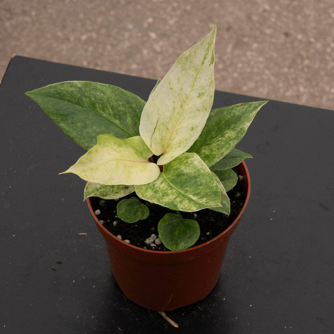 anthurium hookeri variegated care Anthurium hookeri 'Variegated'