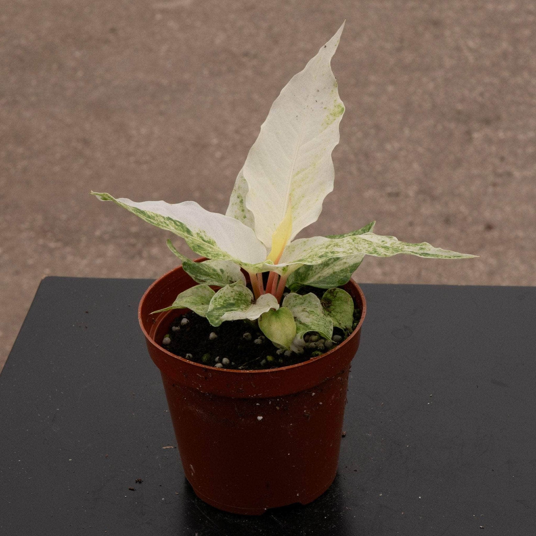 anthurium hookeri variegated care Anthurium hookeri 'Variegated'