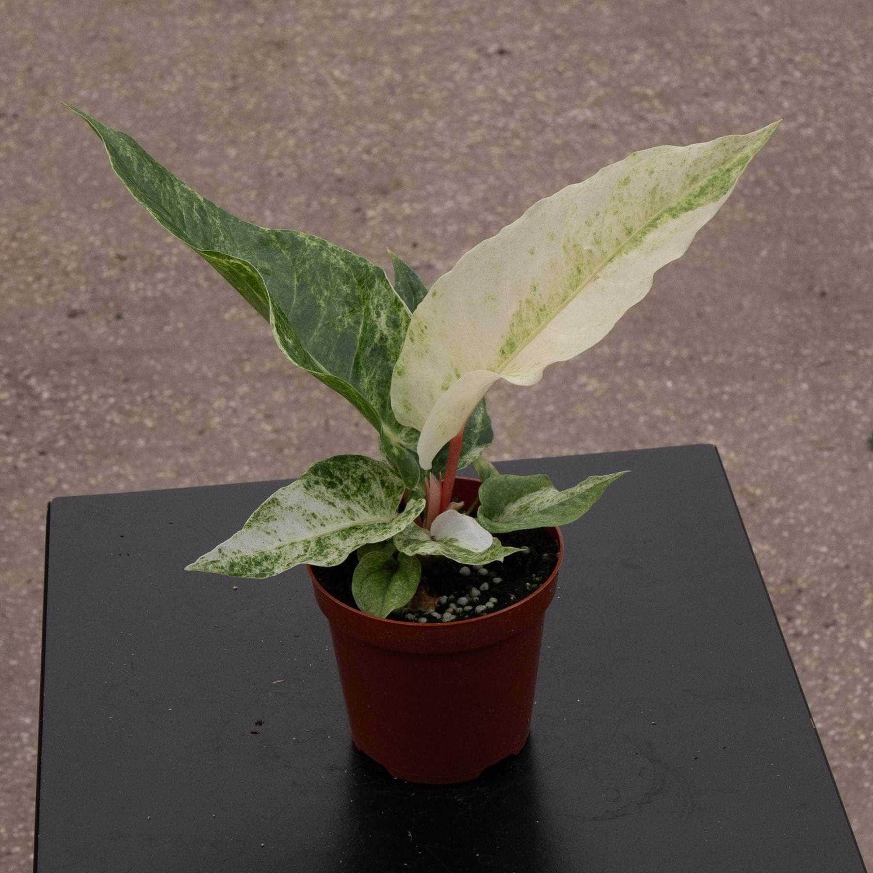 anthurium hookeri outdoors Anthurium hookeri 'Variegated'