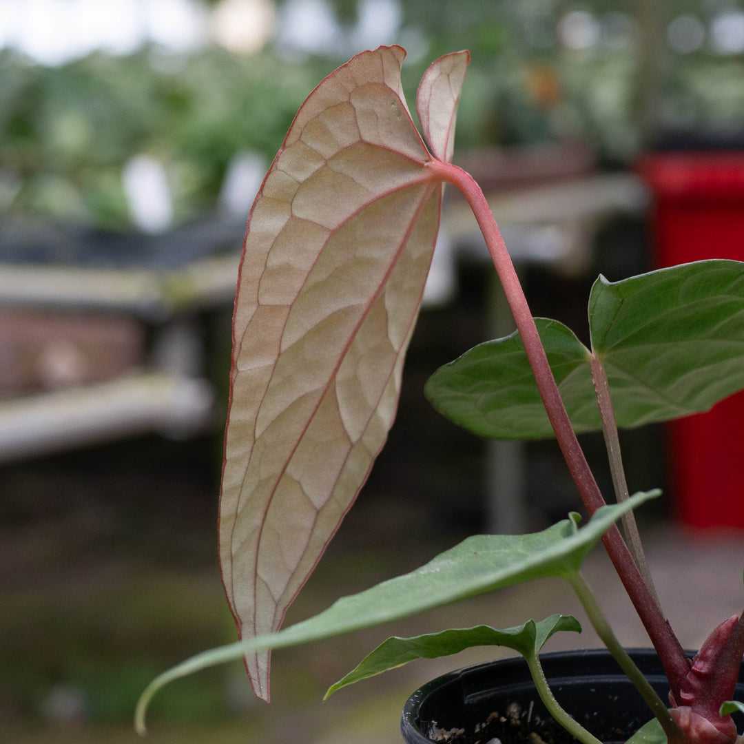 Gabriella Plants Anthurium 4" Anthurium &
