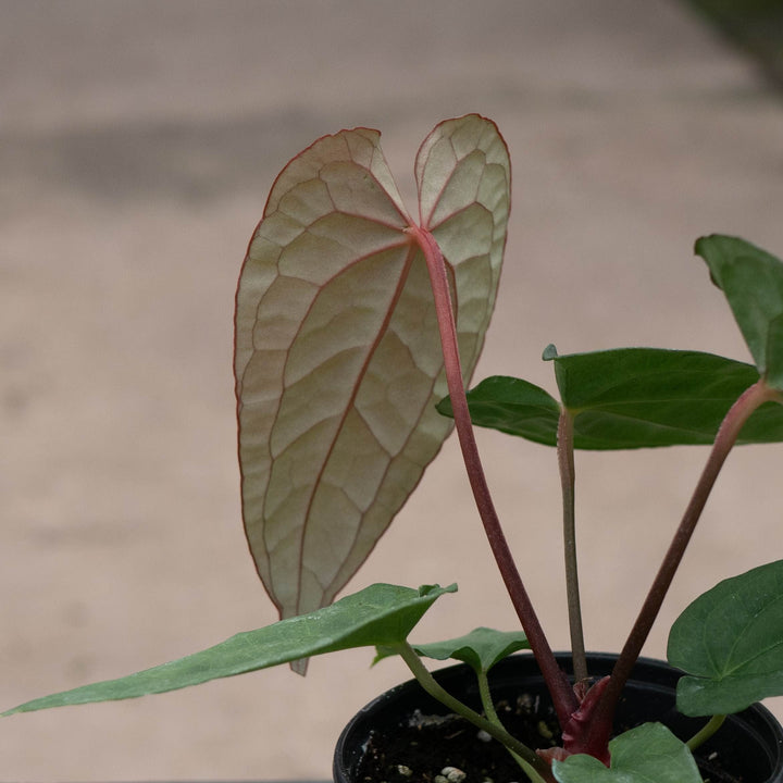 Gabriella Plants Anthurium 4" Anthurium &