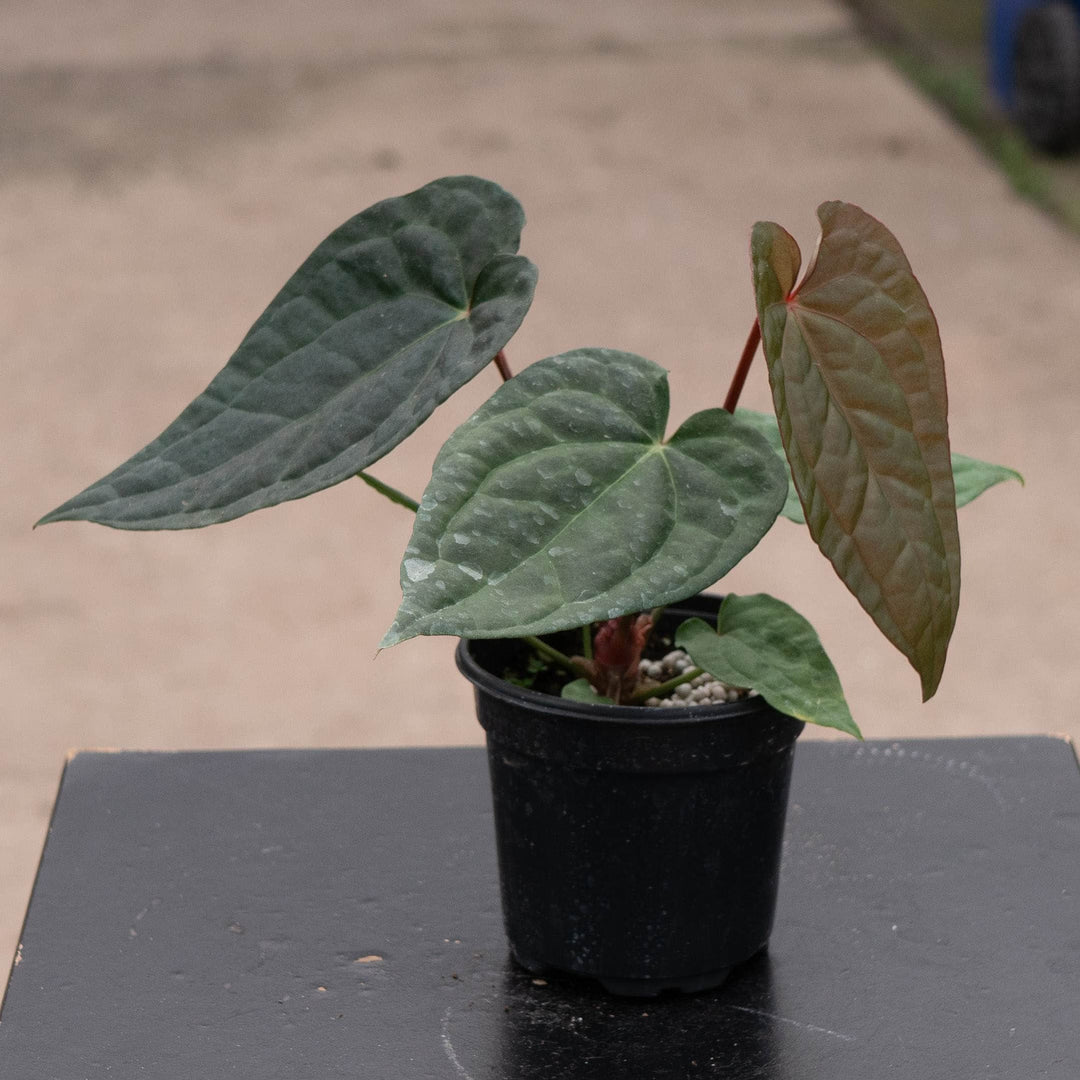 Gabriella Plants Anthurium 4" Anthurium &