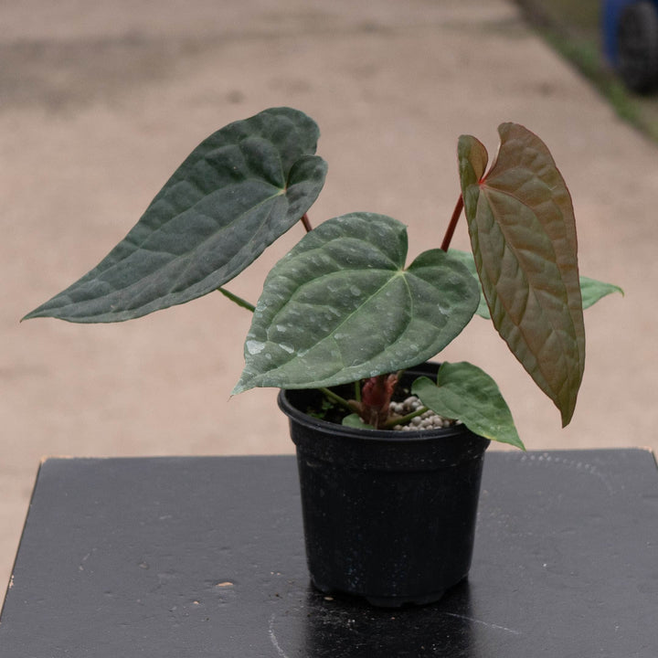 Gabriella Plants Anthurium 4" Anthurium &