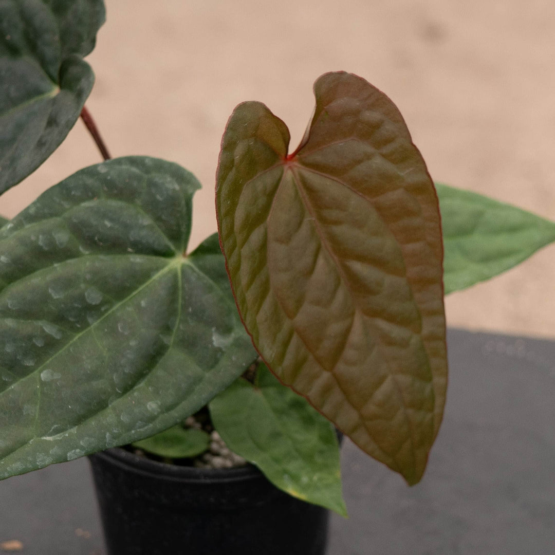 Gabriella Plants Anthurium 4" Anthurium &