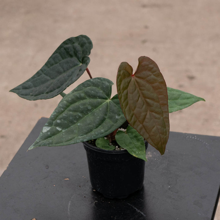 Gabriella Plants Anthurium 4" Anthurium &