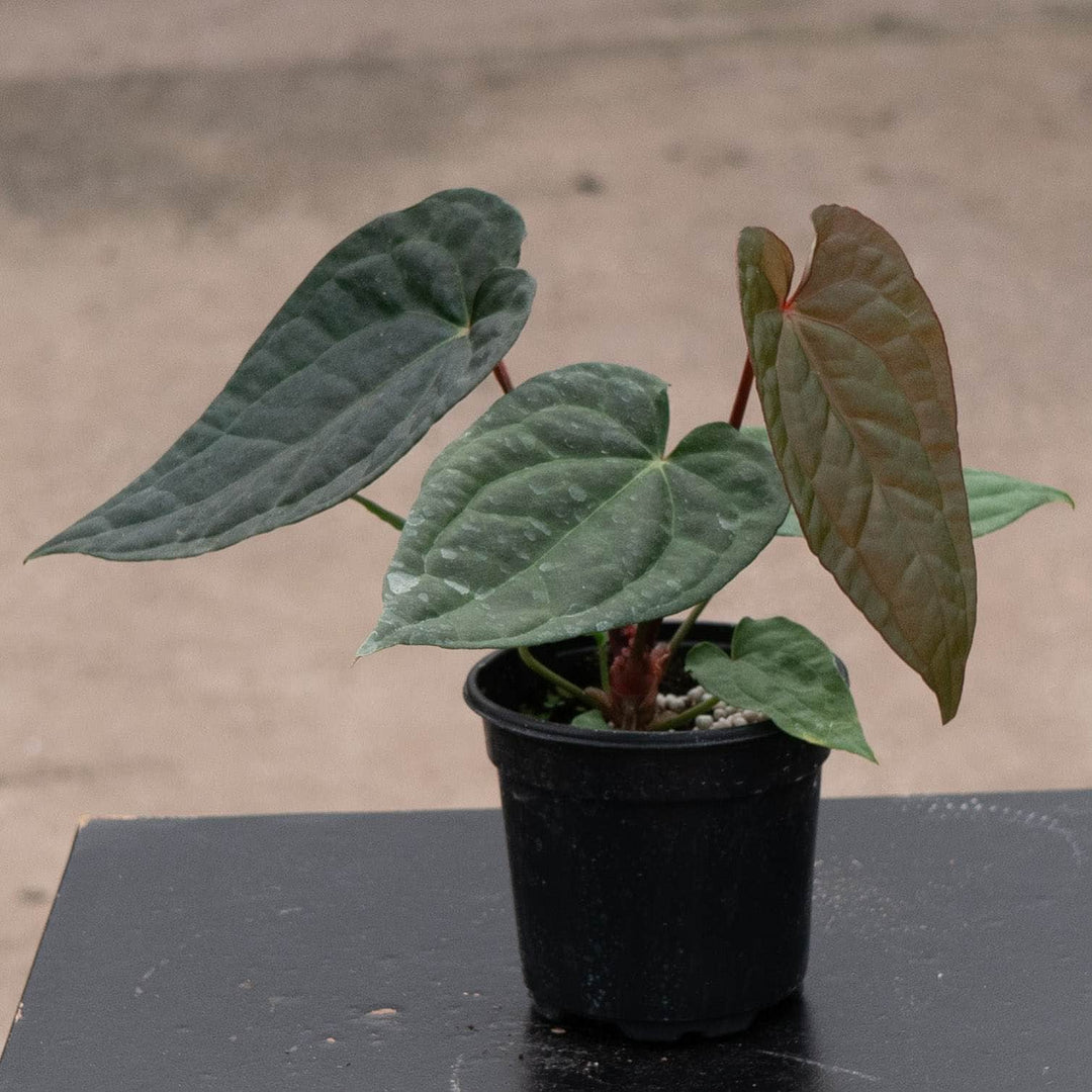 Gabriella Plants Anthurium 4" Anthurium &