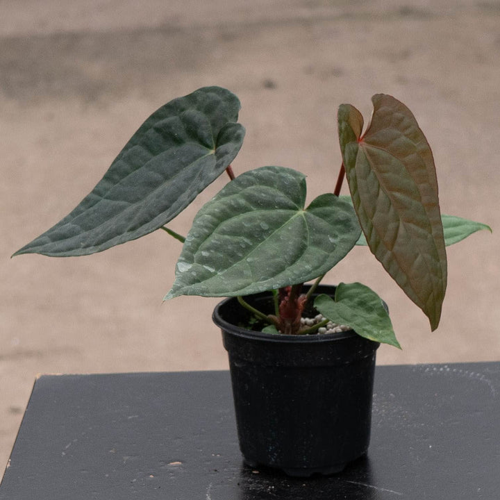Gabriella Plants Anthurium 4" Anthurium &