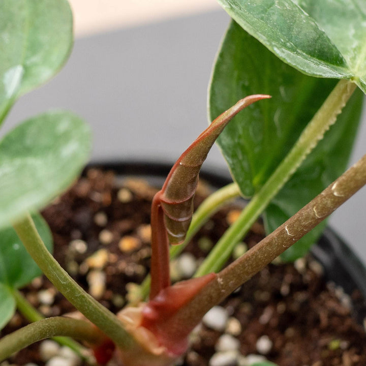 Gabriella Plants Anthurium 4" Anthurium &