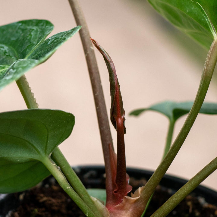 Gabriella Plants Anthurium 4" Anthurium &