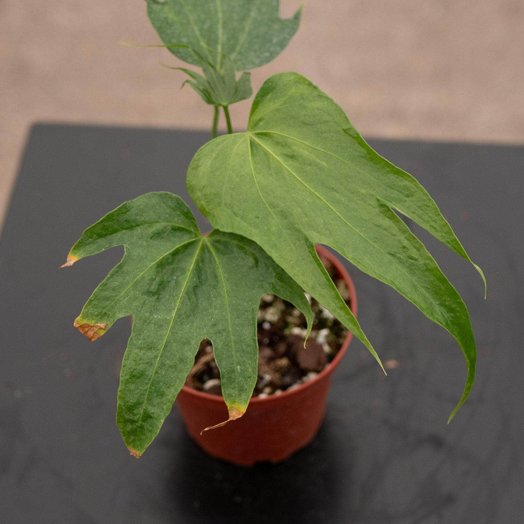 anthurium pedatoradiatum plantlet Anthurium pedatoradiatum "Fingers"