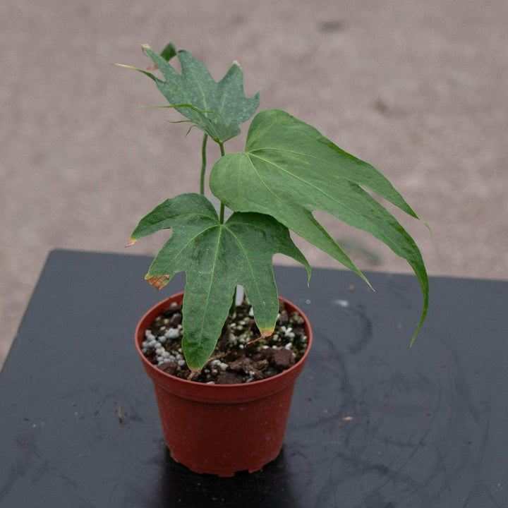 Gabriella Plants Anthurium Anthurium pedatoradiatum "Fingers"