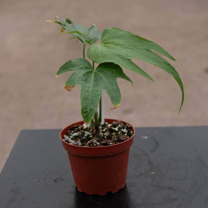 Gabriella Plants Anthurium Anthurium pedatoradiatum "Fingers"