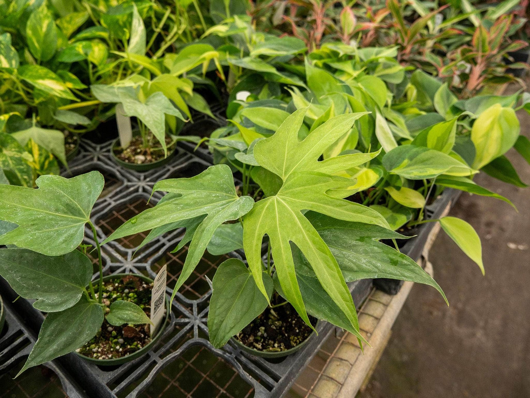 anthurium fingers plant Anthurium pedatoradiatum "Fingers"