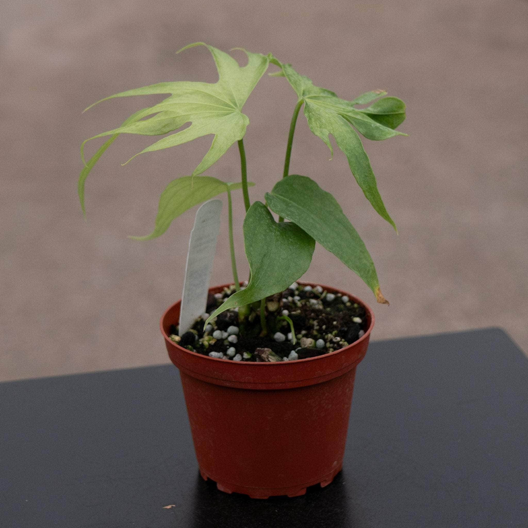 Anthurium pedatoradiatum リビングサイズ‼️ Anthurium Clarinervium x Pedatoradiatum – Harmony Plants