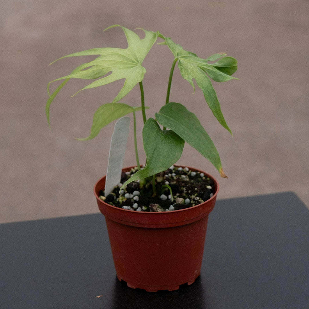 anthurium pedatum vs pedatoradiatum Anthurium pedatoradiatum "Fingers"