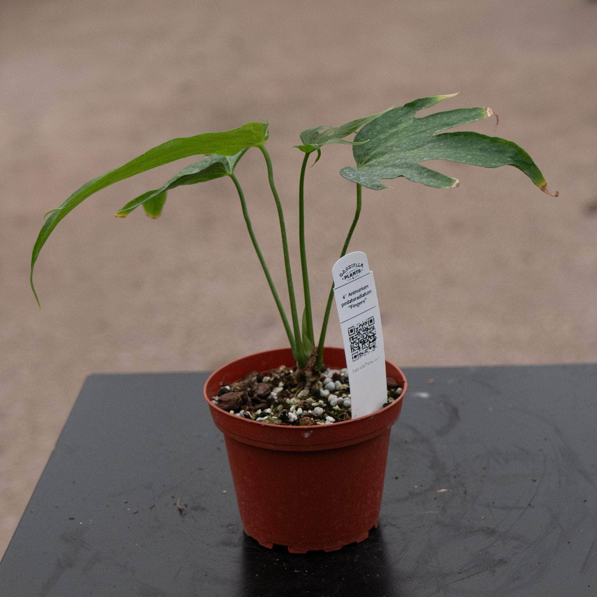 Anthurium pedatoradiatum 