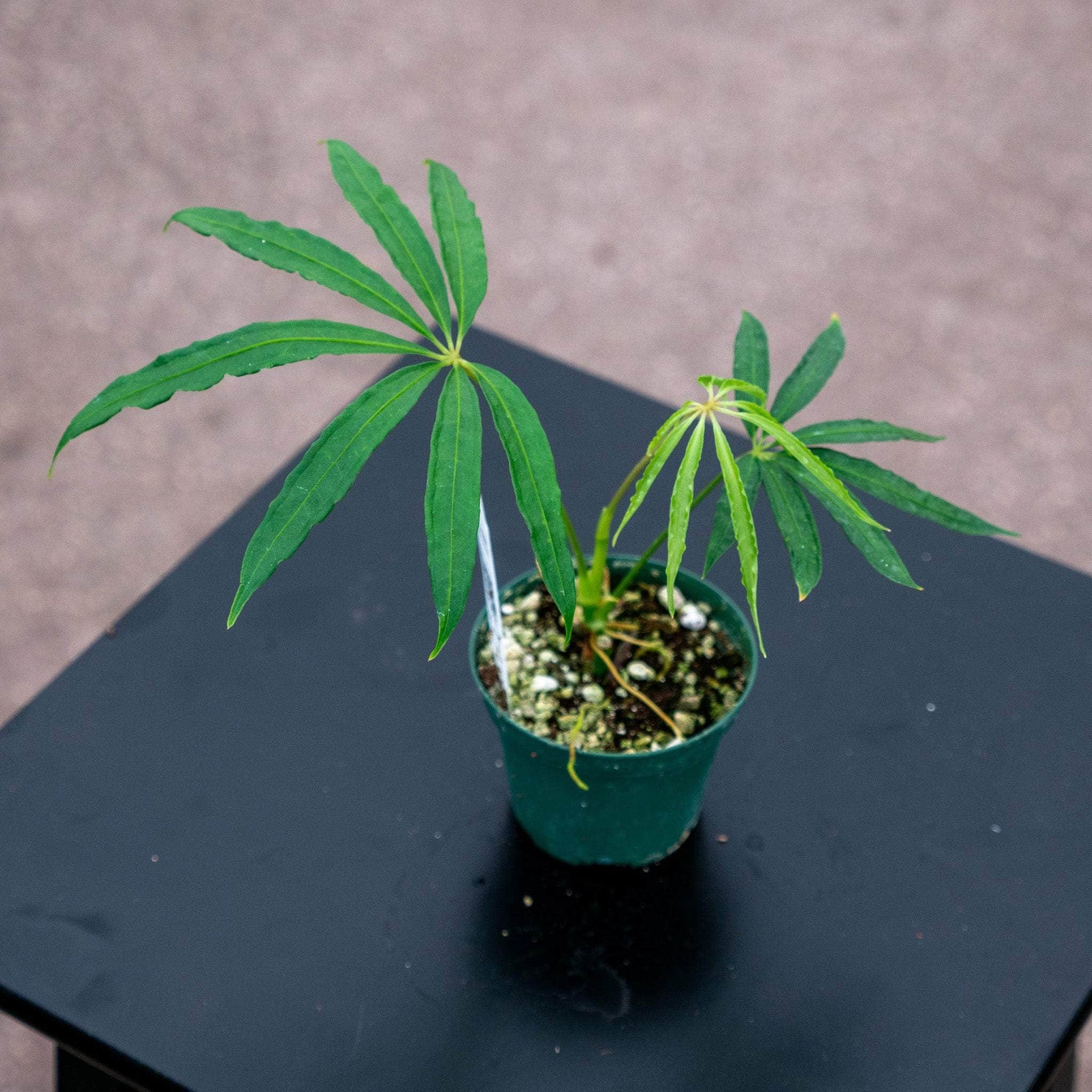 anthurium polystictum Anthurium polyschistum