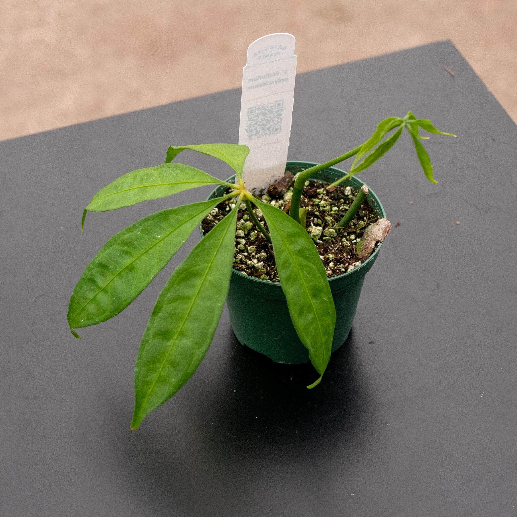 anthurium poly Anthurium polyschistum