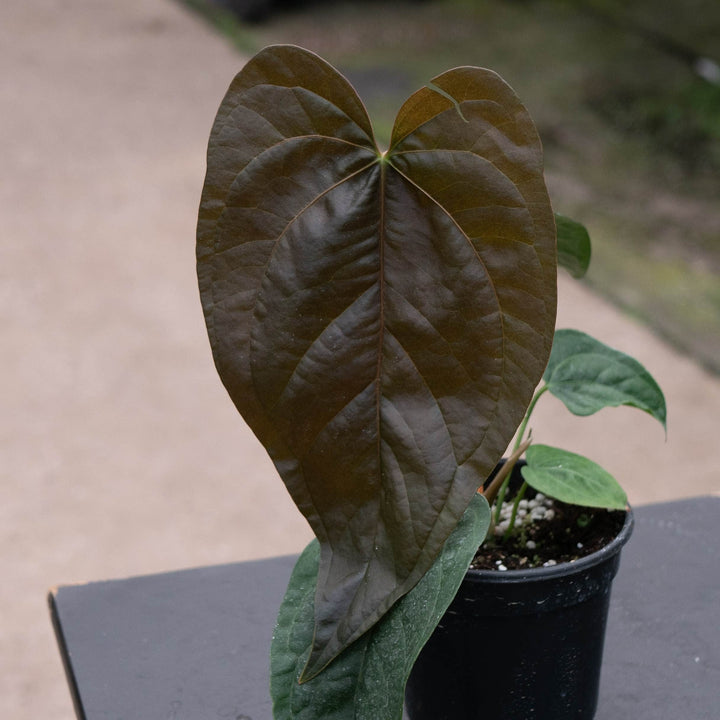 Gabriella Plants Anthurium 4" Anthurium &