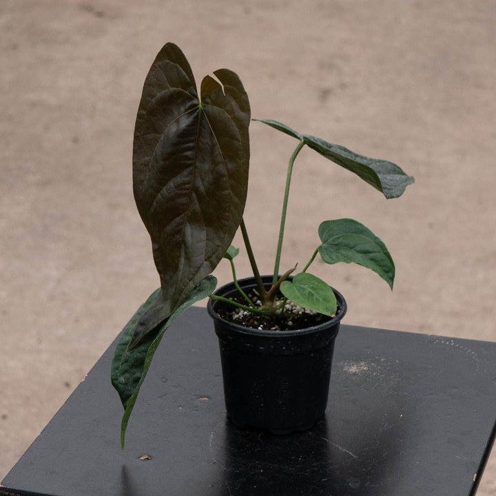 Gabriella Plants Anthurium 4" Anthurium &