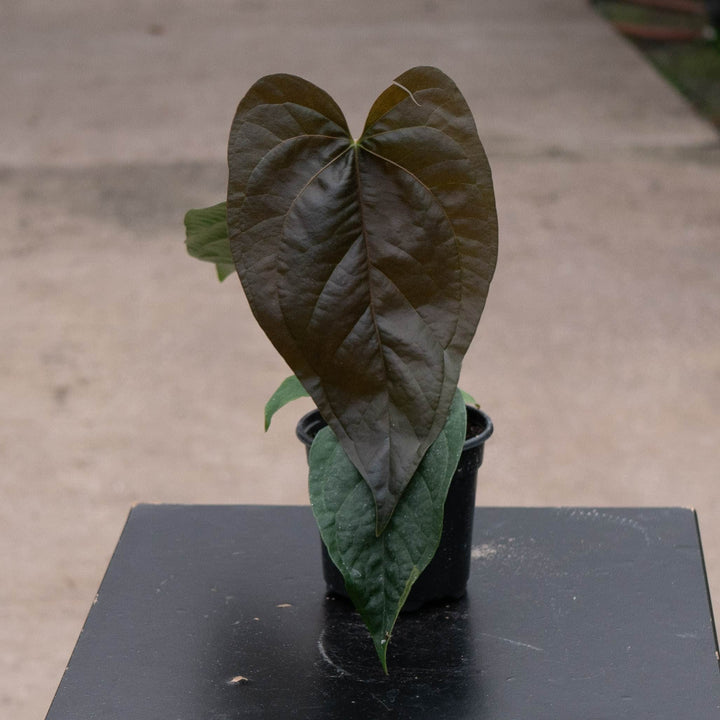 Gabriella Plants Anthurium 4" Anthurium &
