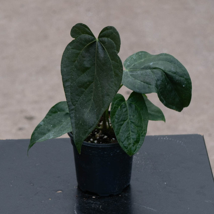 Gabriella Plants Anthurium 4" Anthurium &