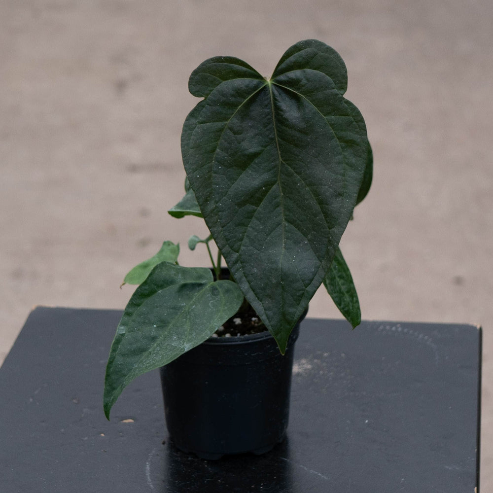 Gabriella Plants Anthurium 4" Anthurium 'Queen of Hearts'