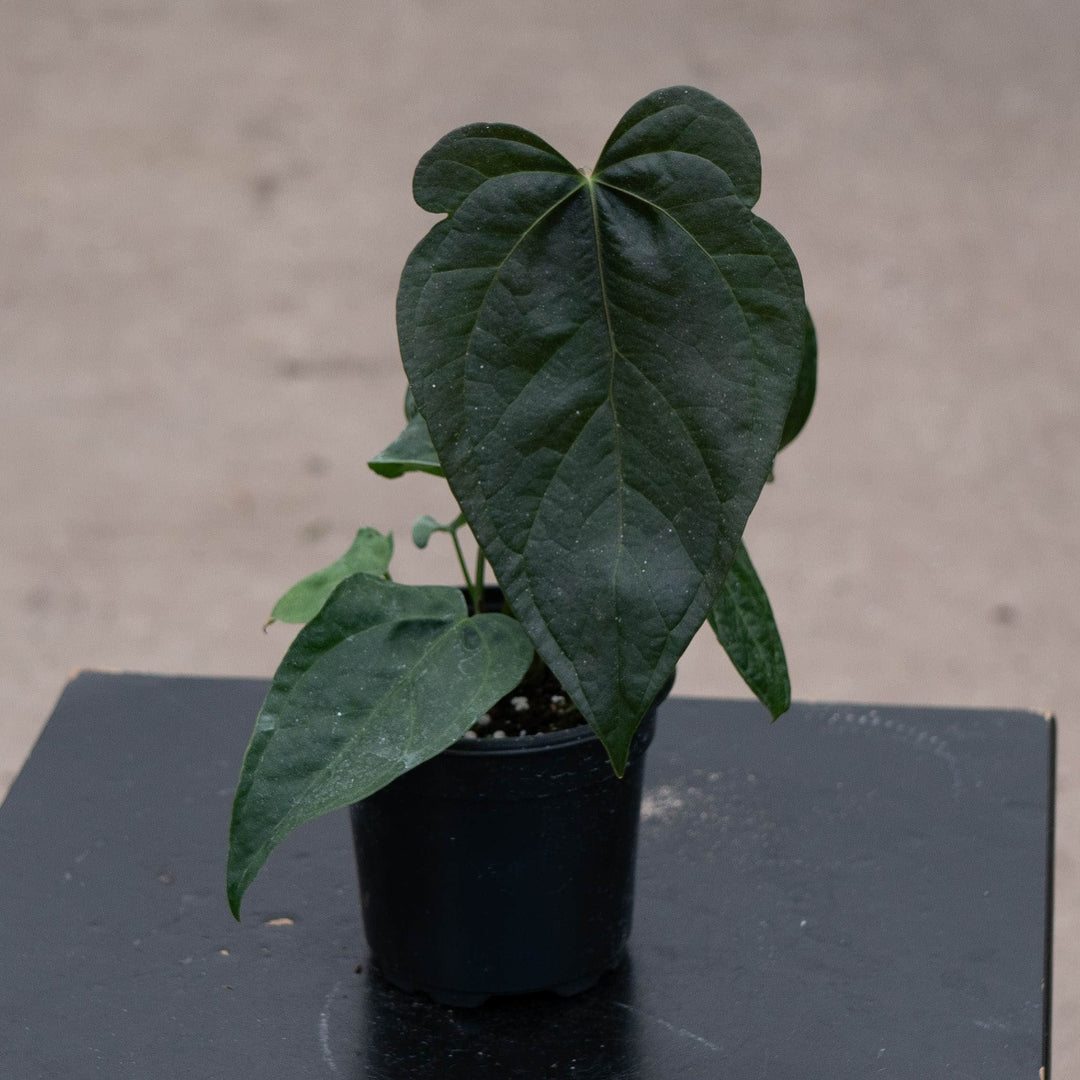 Gabriella Plants Anthurium 4" Anthurium &