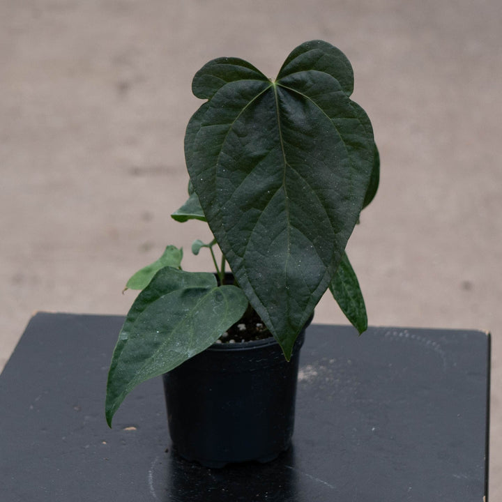 Gabriella Plants Anthurium 4" Anthurium &