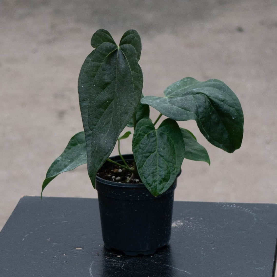 Gabriella Plants Anthurium 4" Anthurium &