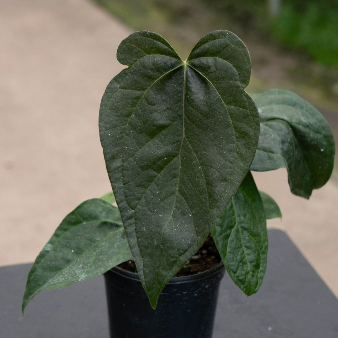 Gabriella Plants Anthurium 4" Anthurium &