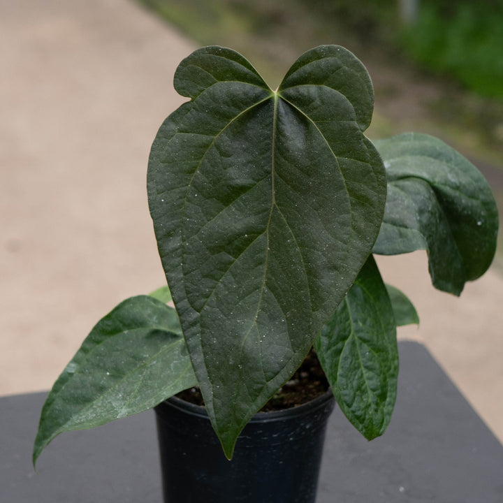 Gabriella Plants Anthurium 4" Anthurium &